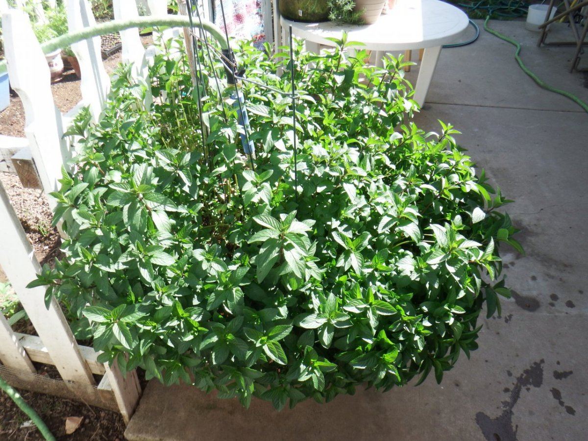DSCF0238