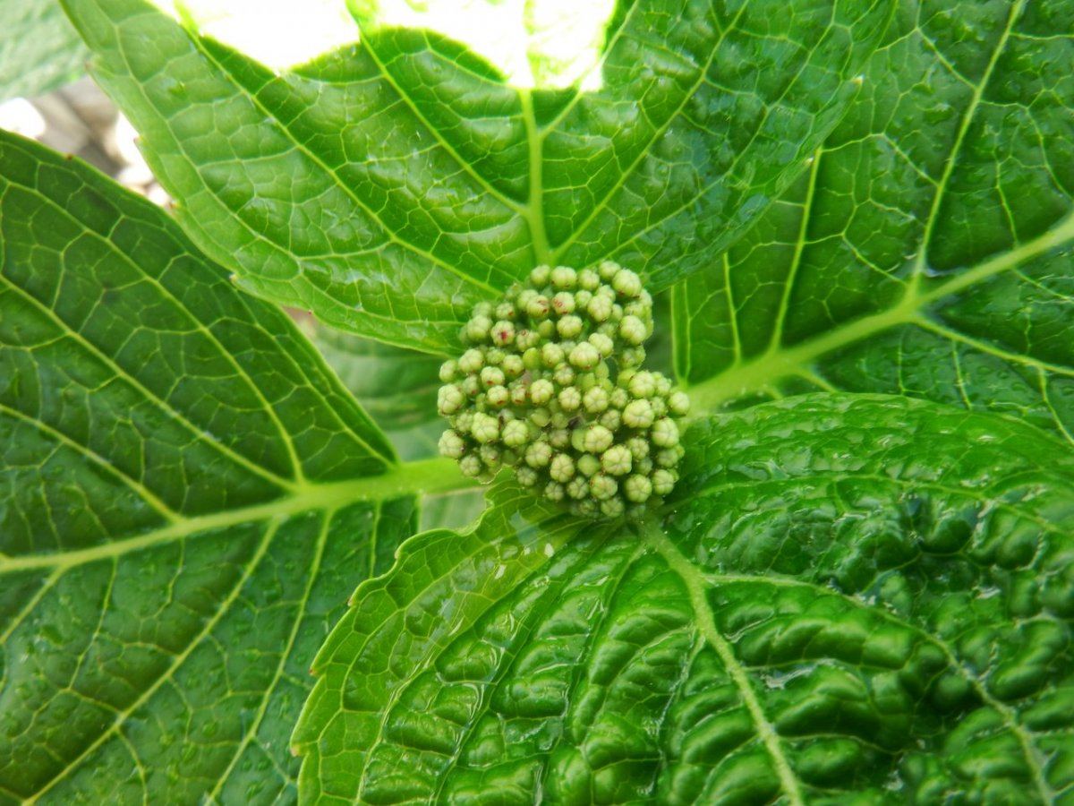 DSCF0244