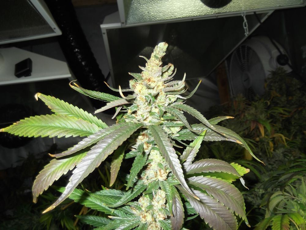 DSCF0247