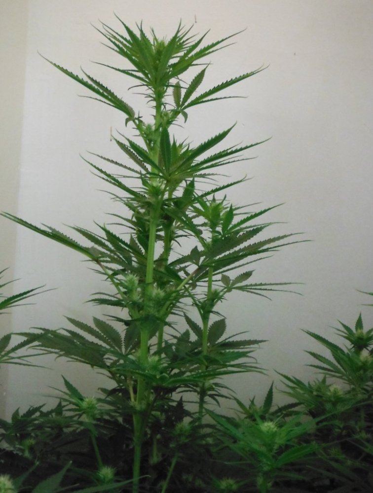 DSCF0247