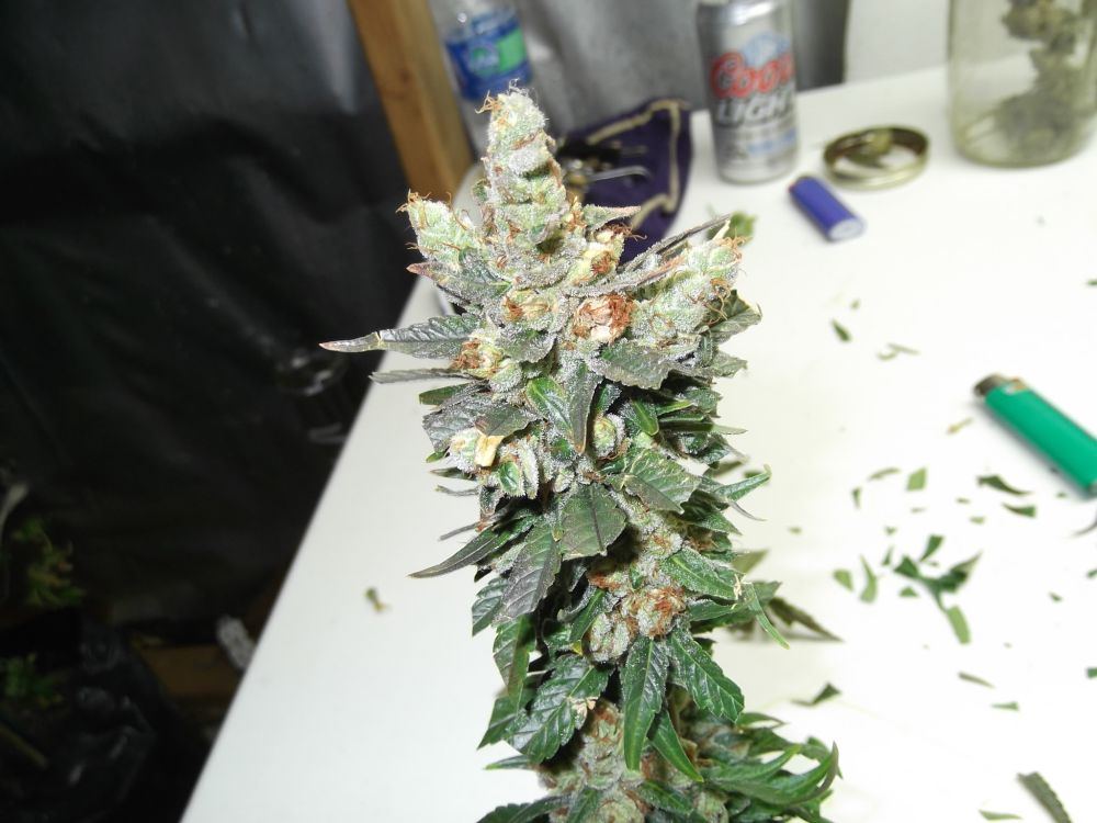 DSCF0252