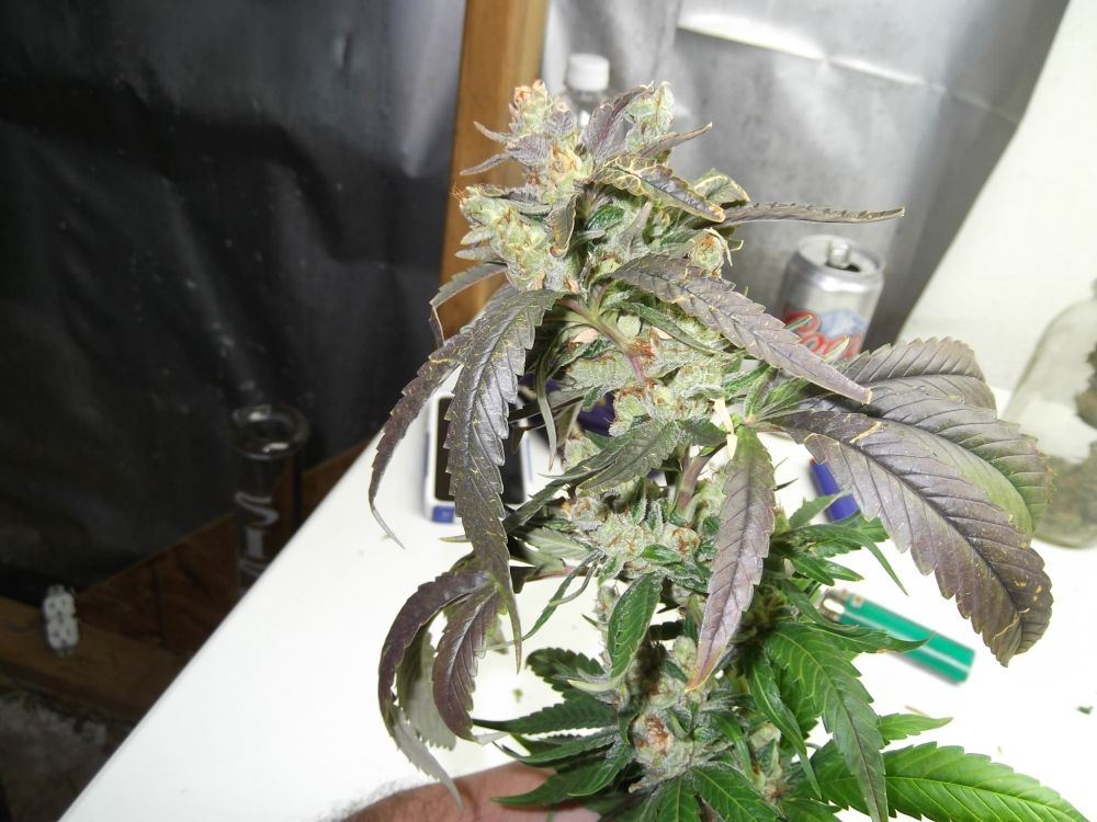 DSCF0254