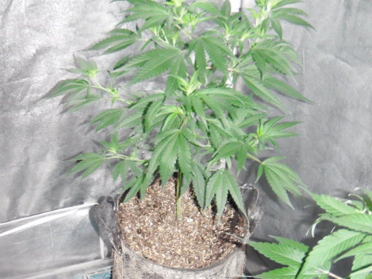 DSCF0266