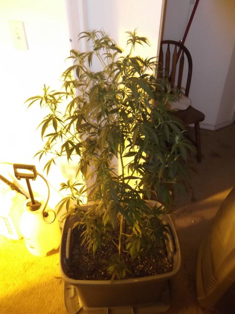 DSCF0278