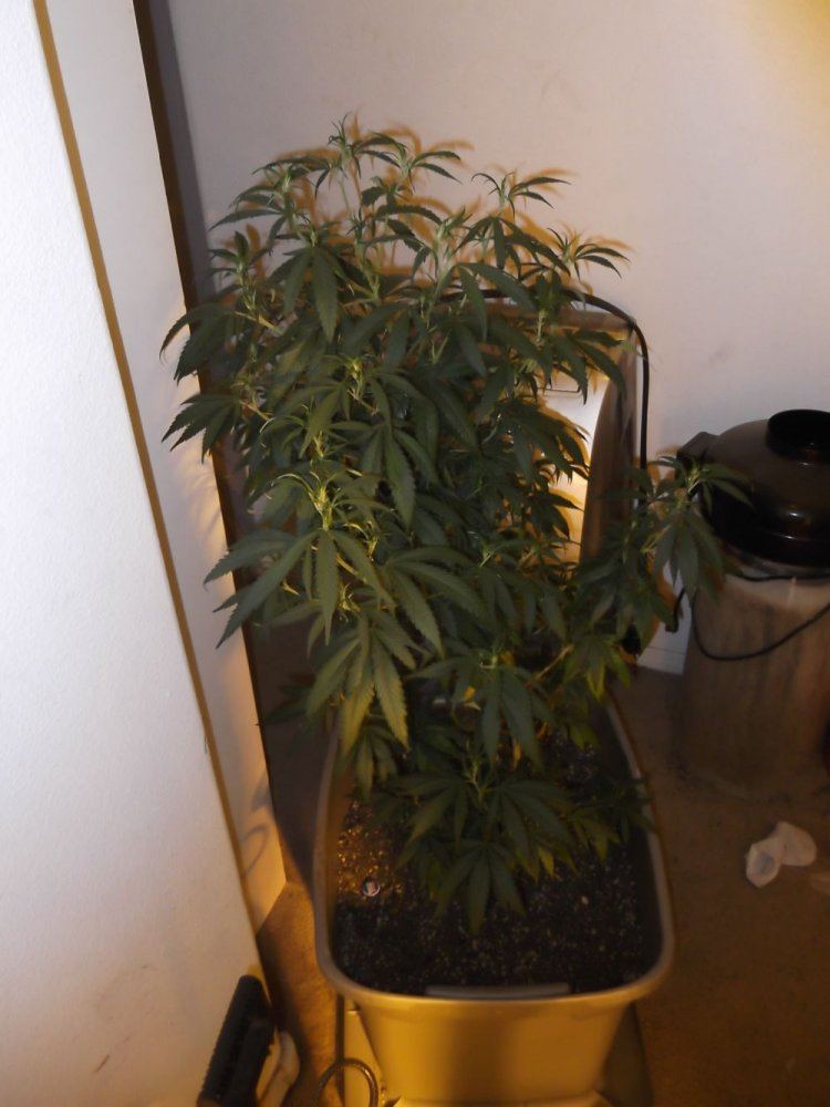 DSCF0279