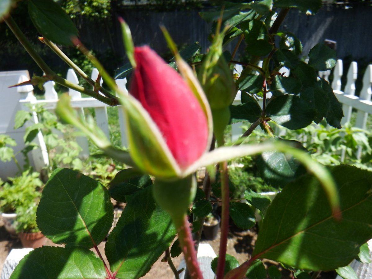DSCF0288