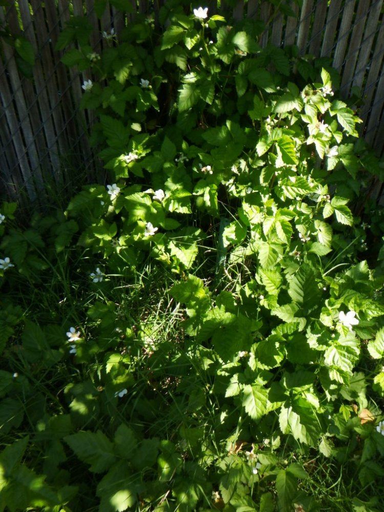 DSCF0294