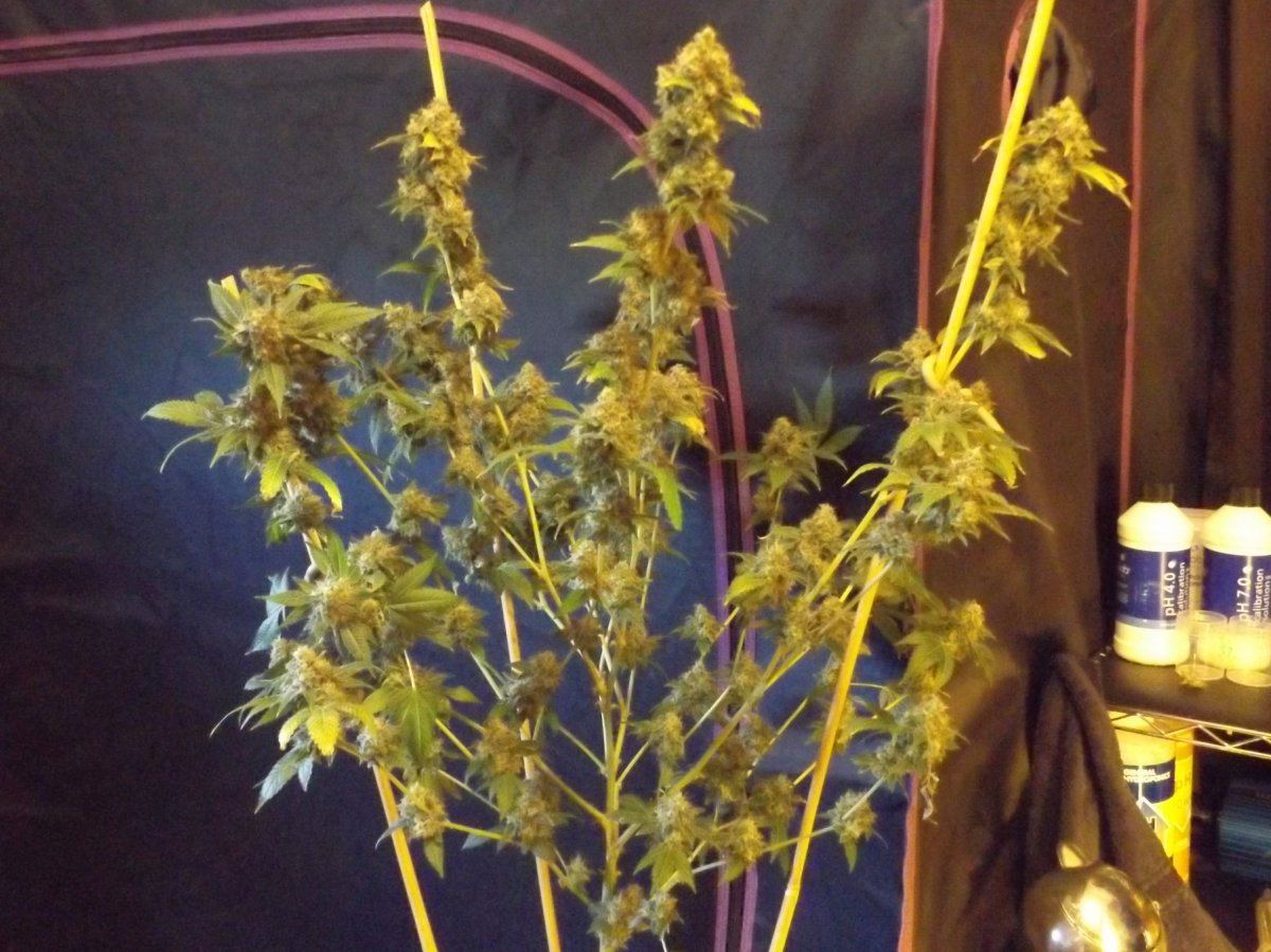 DSCF0313