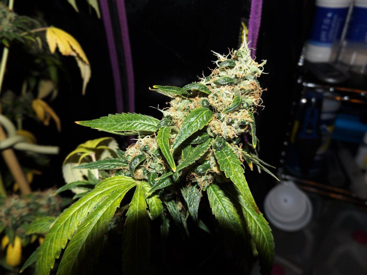 DSCF0377
