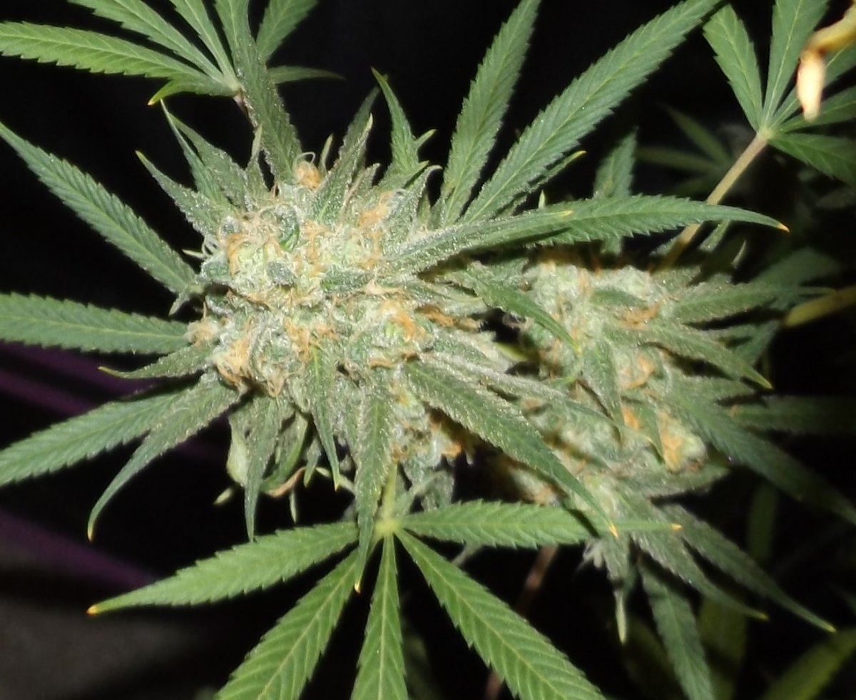 DSCF0459