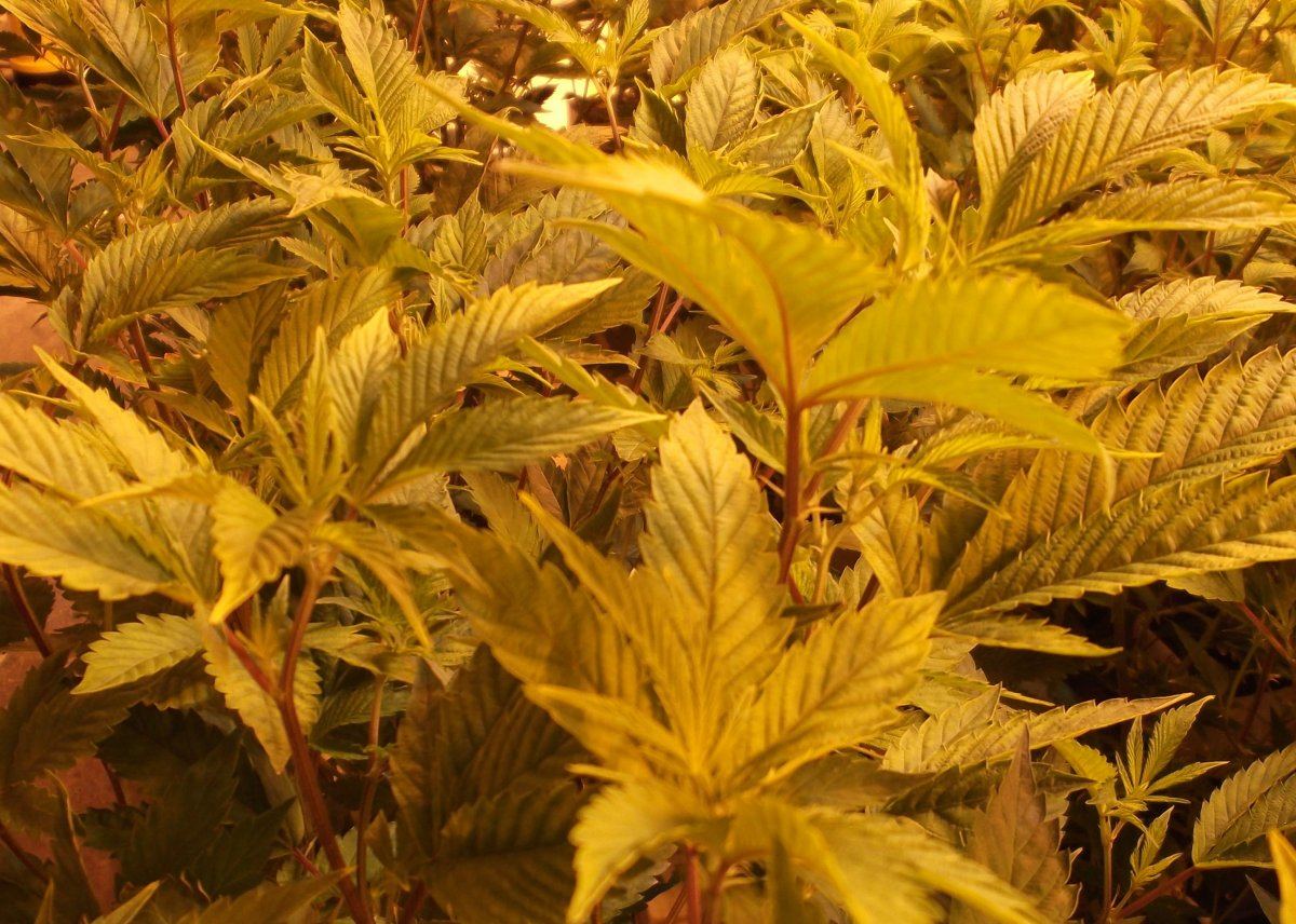 DSCF0580