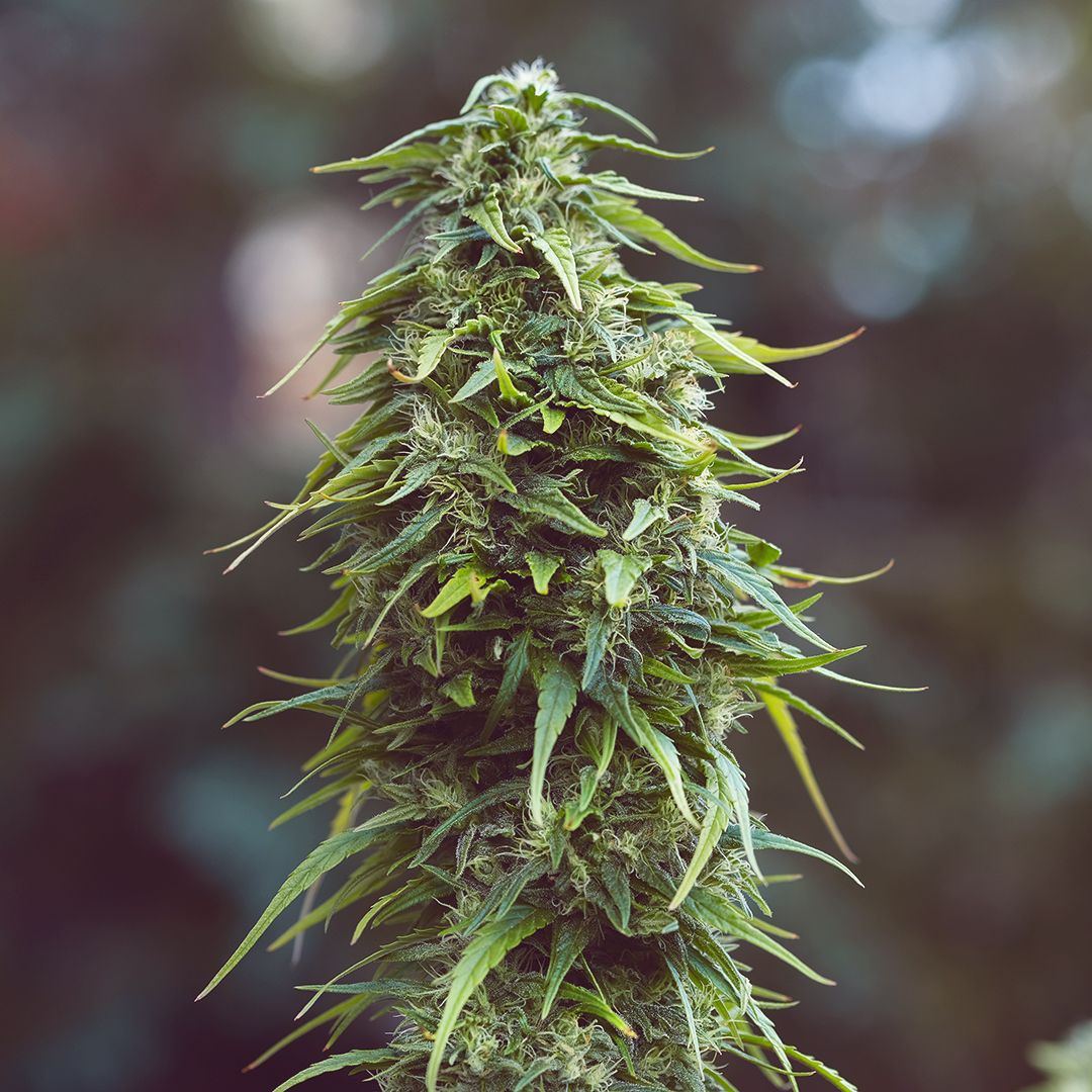 DSCF0581 IG