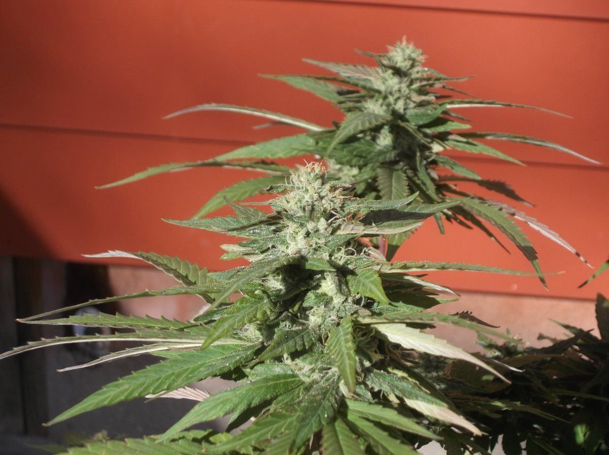 DSCF1014