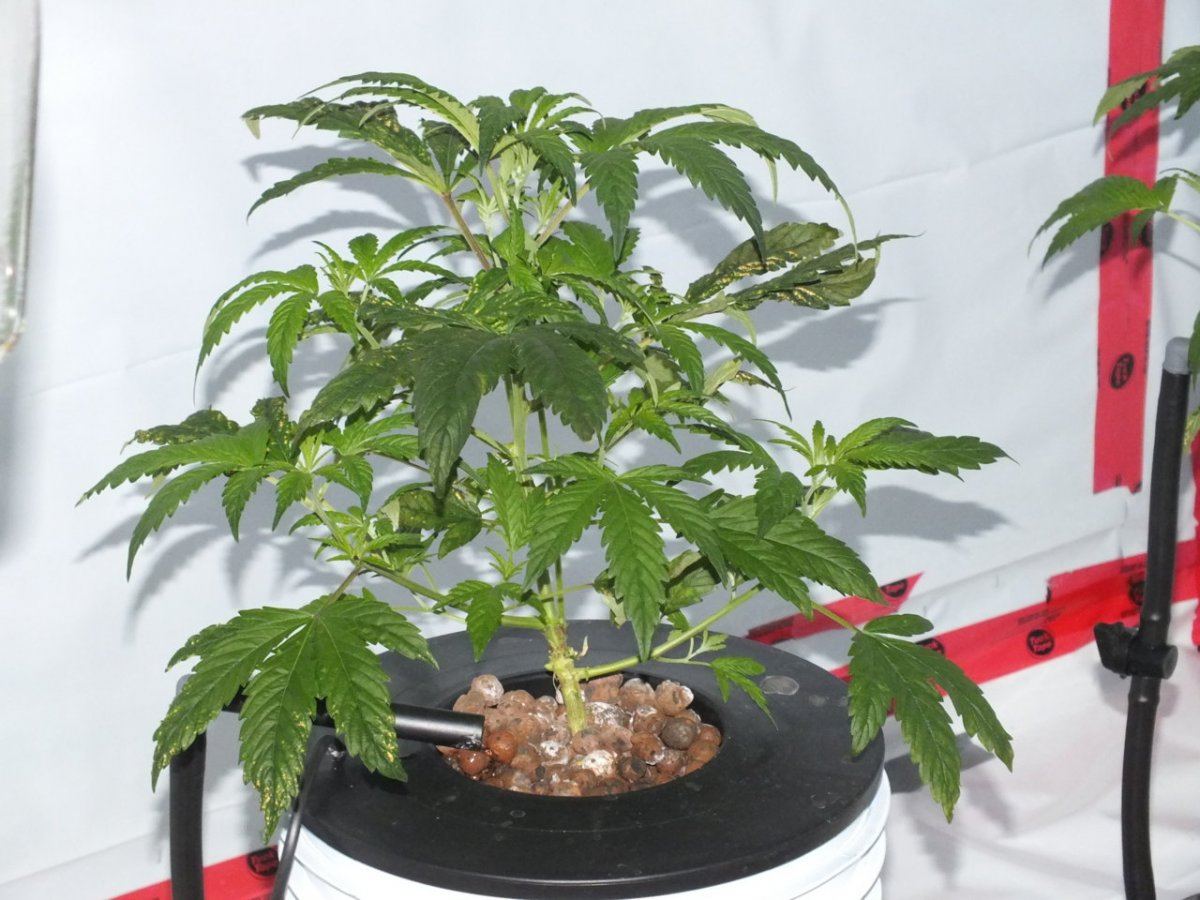 DSCF1081