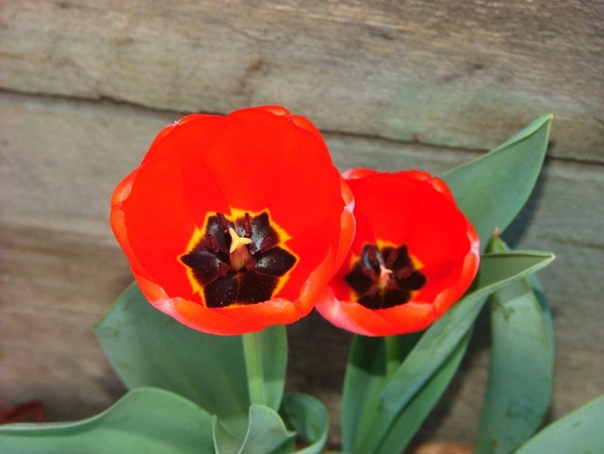 DSCF1115