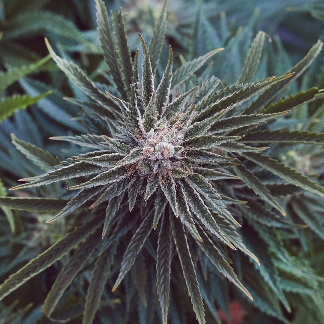DSCF1443 IG