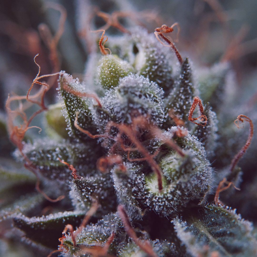 DSCF1500 IG