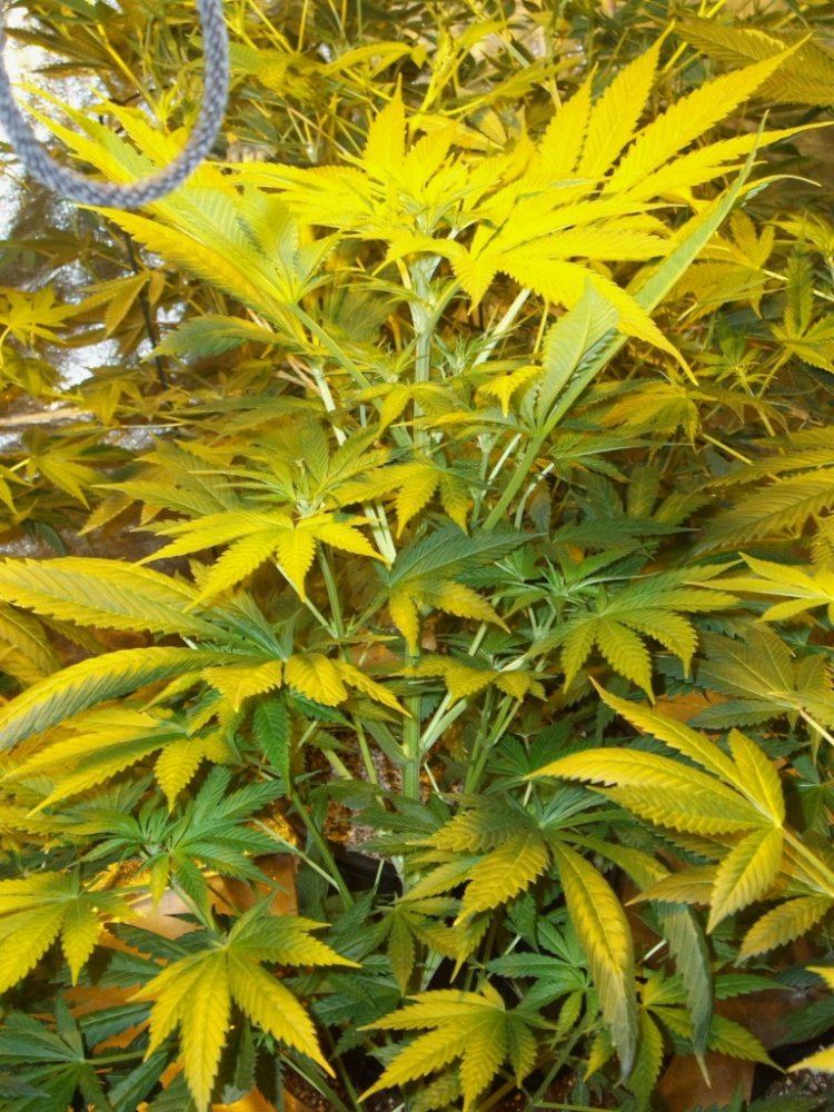 DSCF15431