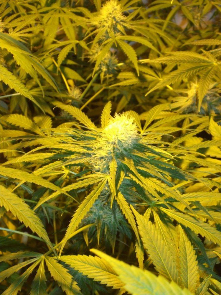 DSCF2165