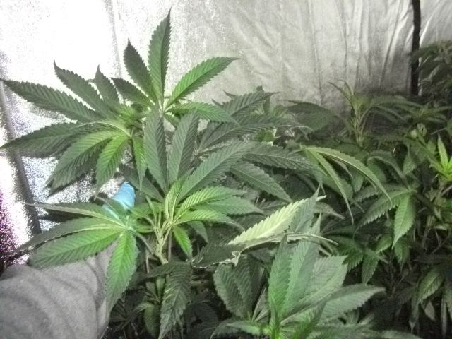 DSCF2762