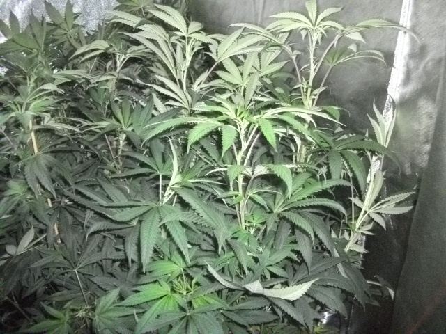 DSCF2764