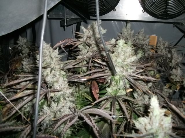 DSCF2869