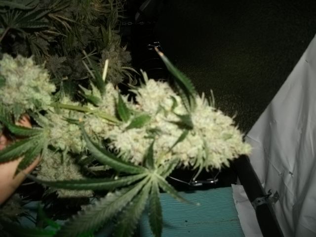 DSCF2874