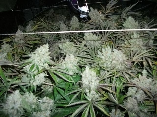 DSCF2886