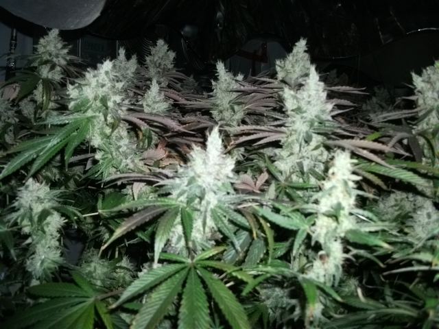 DSCF2913