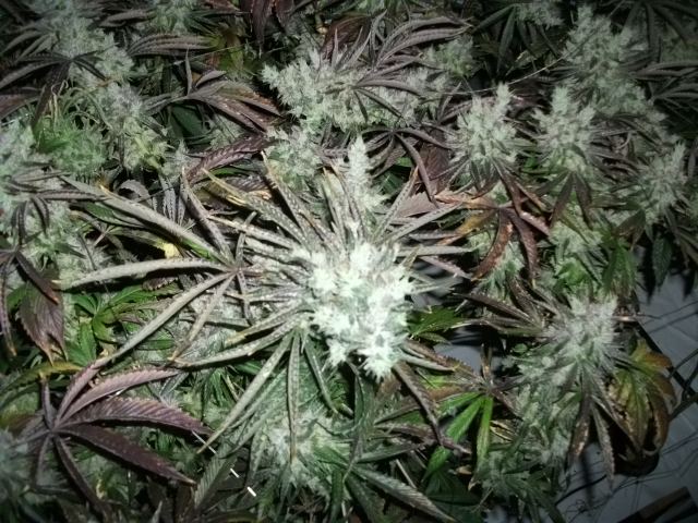 DSCF2918