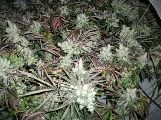 DSCF2919