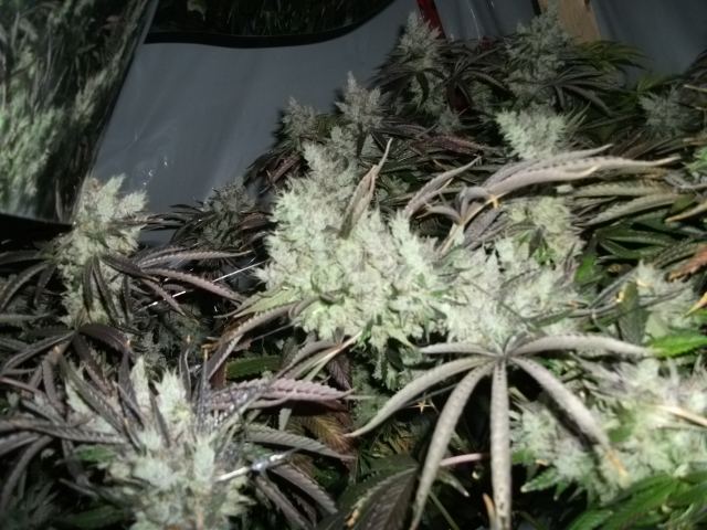 DSCF2924