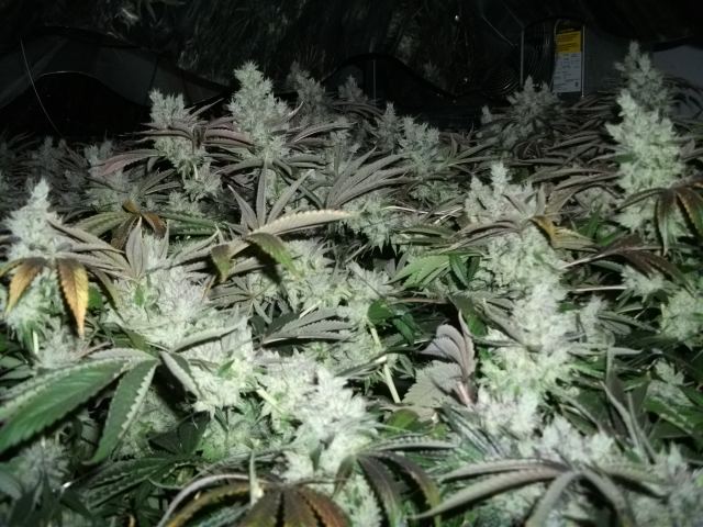 DSCF2929