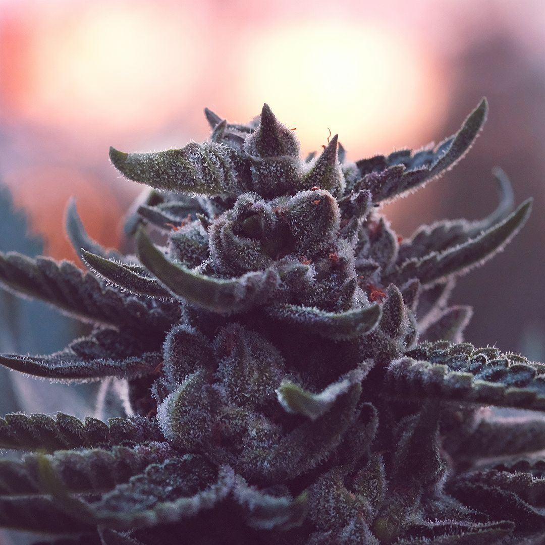 Dscf3019 ig