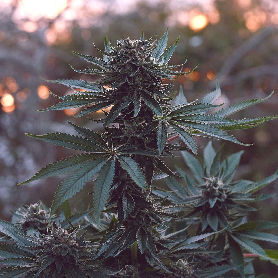 Dscf3025 ig