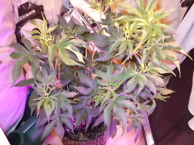 DSCF3087