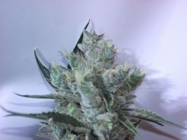 DSCF3443