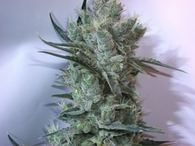DSCF3446