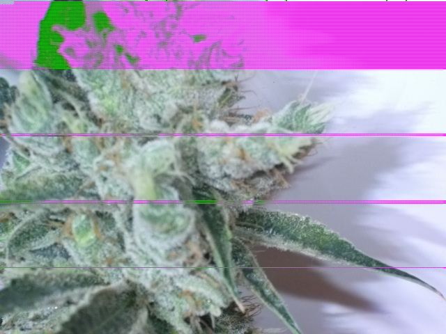 DSCF3448