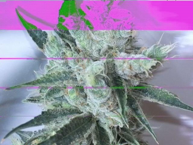 DSCF3449