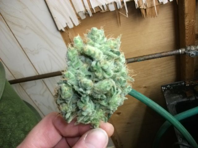 DSCF3451