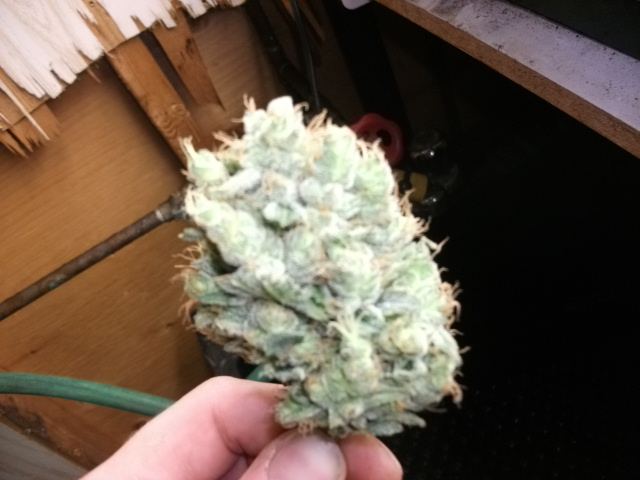 DSCF3452