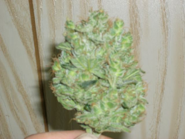 DSCF3456