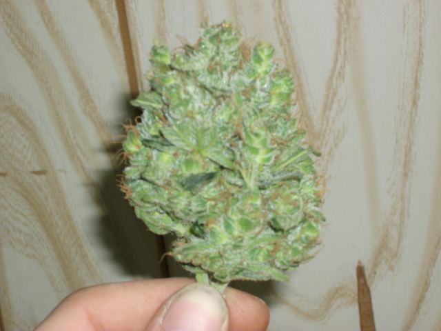 DSCF3457