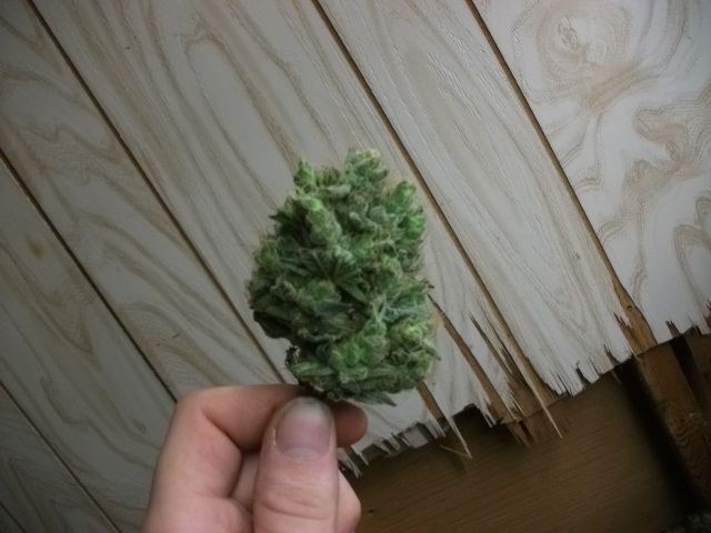 DSCF3464