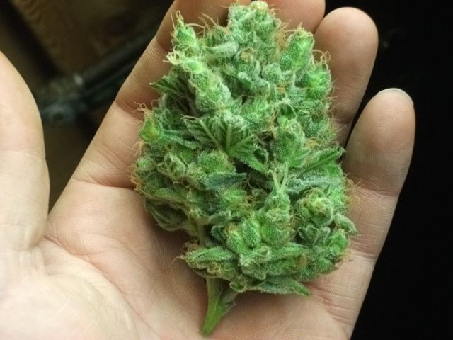 DSCF3467