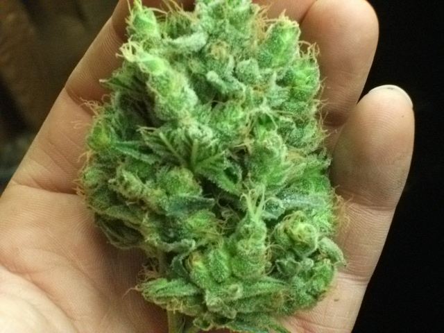 DSCF3468