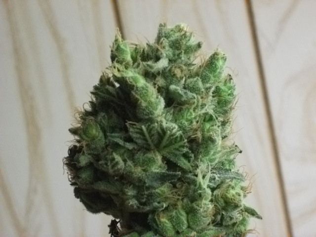 DSCF3469
