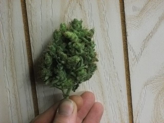 DSCF3470