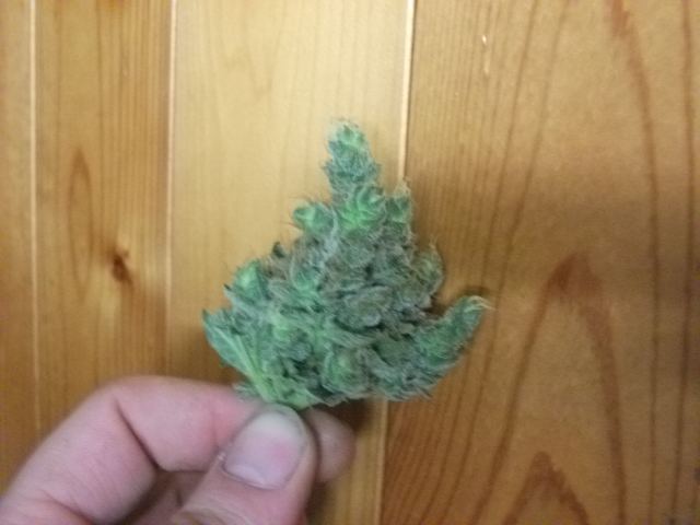 DSCF3473